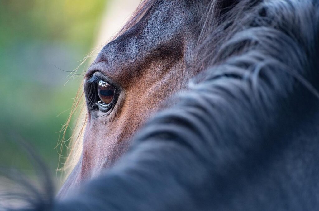 Heste i Harmoni ved Tine Jensen - Kropsterapi til heste, Billedeterapi, BEMER og undervisning.
