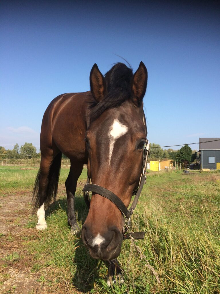 Heste i Harmoni ved Tine Jensen - Kropsterapi til heste, Billedeterapi, BEMER og undervisning.